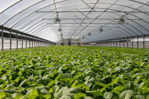Az érintésmentes üvegházban robotok aratják a salátát