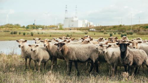 Betiltják az élőállat-exportot